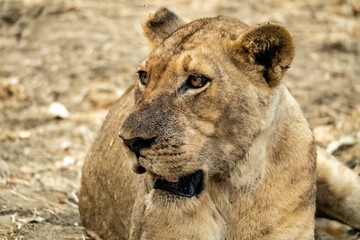 Close-up of a beautiful lioness resting after hunting