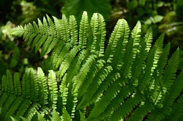 Green fern leave close up and selective focus. Natural background with sun light. Fern leave close up texture.