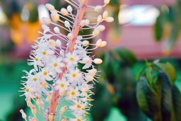 A close-up shot of the honeysuckle flower with a small bee above it sucking nectar