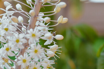 A close-up shot of the honeysuckle flower with a small bee above it sucking nectar