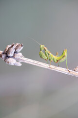 European dwarf mantis (Ameles spallanzania)