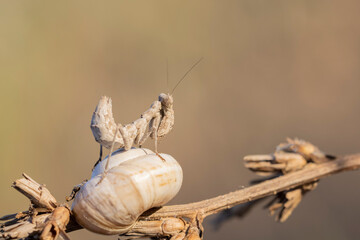 European dwarf mantis (Ameles spallanzania)