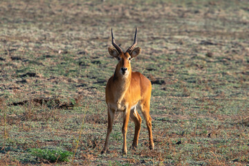 Amazing close up of huge male puku standing on the African bush