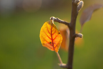 Yellow leaf. Autumn colors. Details of nature. Dry leaf on branch.