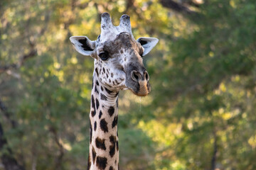 Close-up of the face of huge giraffe eating in the bush