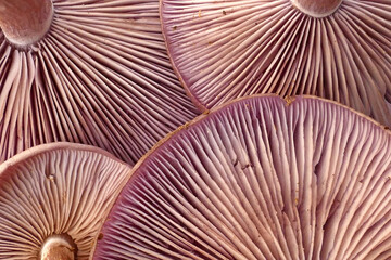 Close up of purple caps of edible mushroom (Lepista nuda)