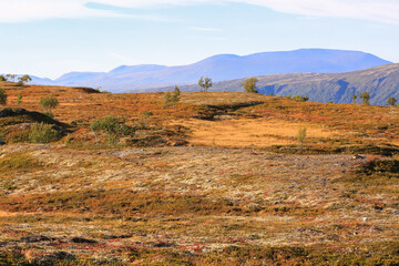 Autumn in Forollhogna National Park, Norway