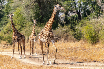 Naklejka na ściany i meble Close-up of a group of giraffes eating in the bush