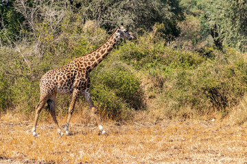 Close-up of a huge giraffe eating in the bush