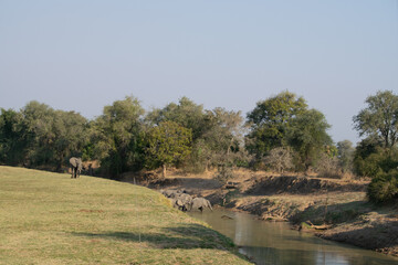 Fototapeta na wymiar Amazing close up of a huge elephants group crossing the waters of an African river