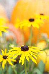 yellow flower on a green background