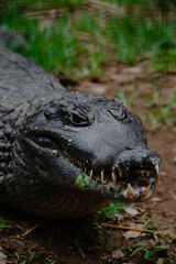 crocodile with casual look showing his teeth on abstract background