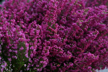 close up of purple flowers