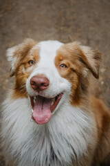 Cheerful face of pet outside in summer. Beautiful young brown happy Australian Shepherd with tongue hanging out portrait close up. View from above. Aussie red merle. Dog begs for food.