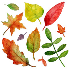 Isolated watercolor autumn leaves, set
