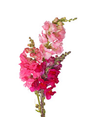 Several stems with pink, red, purple and yellow flowers of snapdragons (Antirrhinum majus) isolated