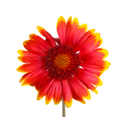 Red and yellow flower of the perennial Indian blanketflower, also known as sundance or firewheel, a hybrid with the scientific name Gaillardia grandiflora, isolated