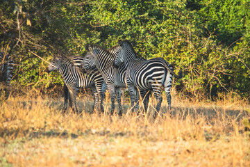Fototapeta na wymiar Close-up of a group of zebras standing in the savanna