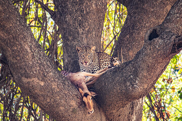 Close-up of a leopard eating an impala on a tree