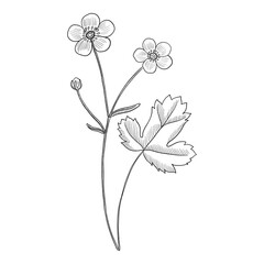 vector drawing plant of buttercup