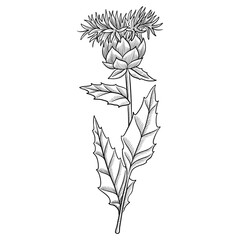 vector drawing plant of safflower