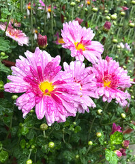 Bright pink flowers of four Chrysanthemums after the rain