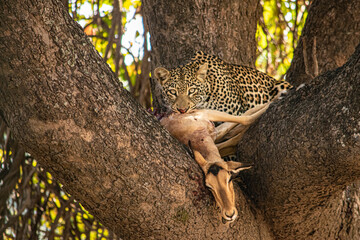 Close-up of a leopard eating an impala on a tree - obrazy, fototapety, plakaty