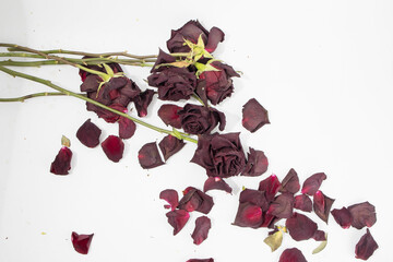 Withered bouquet of flowers, red and dry roses on a white background