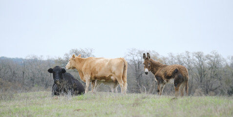 Beef cows with donkey in rural Texas ranch field.