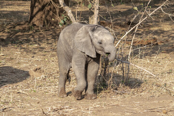 Amazing close up of an elephant cub on the sandy banks of an African river