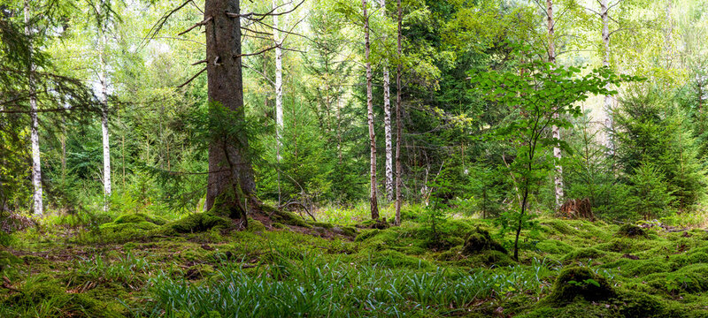 Panoramic wallpaper background of forest (Black Forest) Landscape panorama - Mixed forest with birch, beech and fir trees, lush green moss and grass