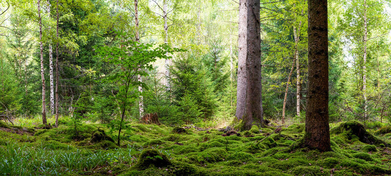Panoramic wallpaper background of forest (Black Forest) Landscape panorama - Mixed forest with birch, beech and fir trees, lush green moss and grass