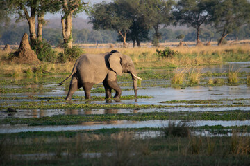 Fototapeta na wymiar Amazing close up of a huge elephant moving in the waters of an African river