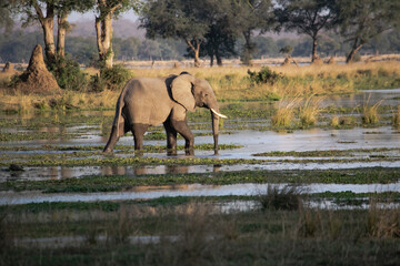 Fototapeta na wymiar Amazing close up of a huge elephant moving in the waters of an African river