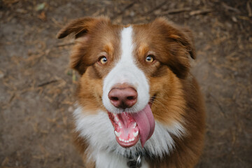Dog begs for food. Beautiful young brown happy Australian Shepherd with tongue hanging out portrait...