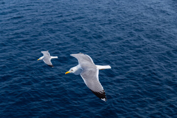Fototapeta na wymiar European herring gulls