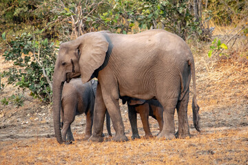 Amazing close up of a elephants family with cubs on the sandy banks of an African river