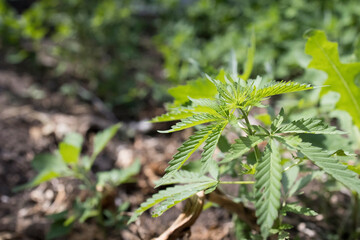 Young cannabis hemp plant growing in sunshine