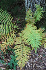 green fern in the forest