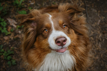 Dog waits food with serious face. Aussie red tricolor is not combed. Cheerful face of pet outside in summer. Beautiful young brown happy shaggy Australian Shepherd portrait close up. View from above.