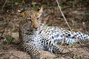 Close-up of a leopard cub resting in the bush after eating