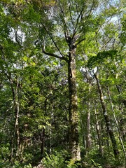 白神山地のブナ林