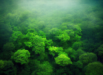 Naklejka na ściany i meble lush green forest with fog