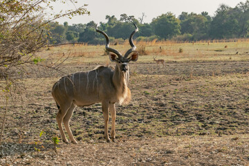 Amazing close up of huge male kudu moving on the sandy banks of an African river