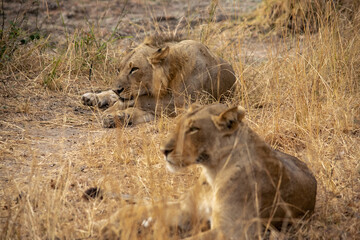 Close-up of beautiful lions, male and femal, resting after hunting