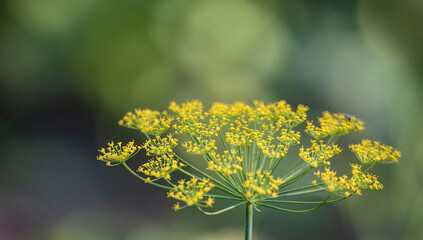 Fennel inflorescence. Fennel flowers on a blurry green background in a garden