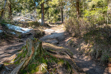 roots in the forest