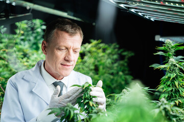 A researcher is inspecting and analyzing cannabis plants that are being grown in a greenhouse.