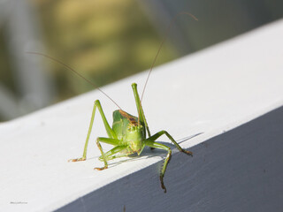 grasshopper on a branch