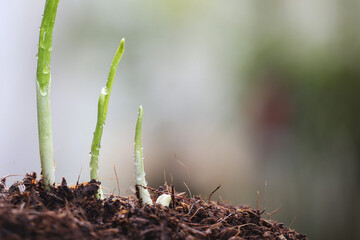 Fresh Garlic sprout vegetable close up